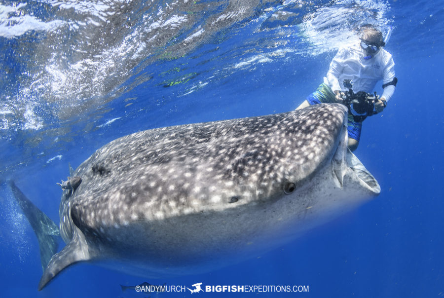 Diving reports from Big Fish Expeditions | Big Fish Expeditions