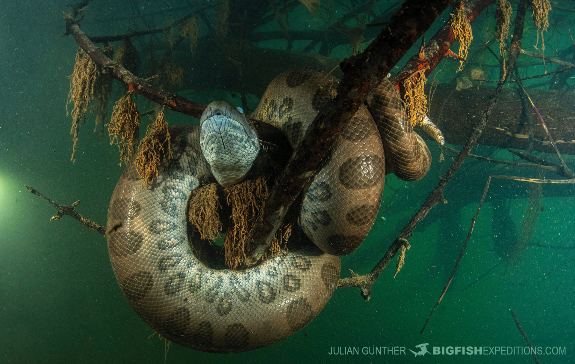 green anaconda snake in water