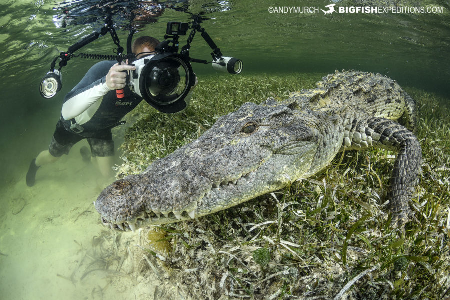 Diving With American Crocodiles At Chinchorro Banks, Mexico. Swimming 