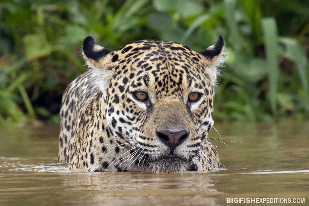 jaguar photo tours