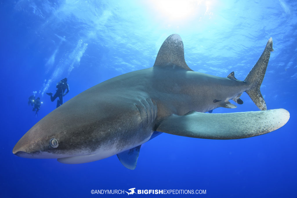 Oceanic Whitetip Shark Diving Trip | Big Fish Expeditions