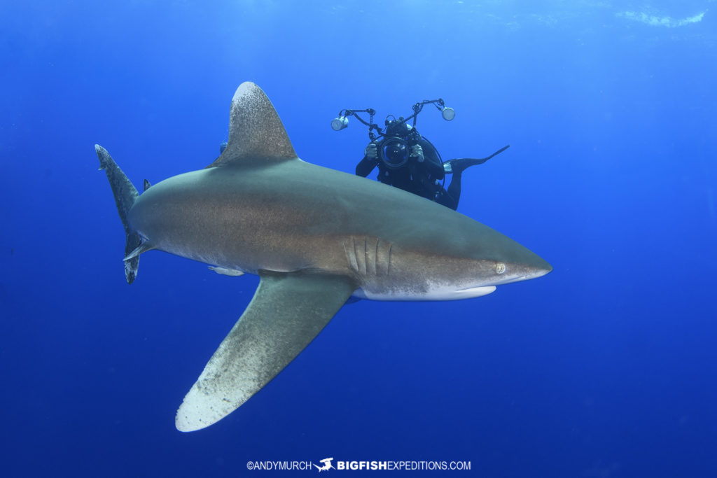 Oceanic Whitetip Shark Diving Trip | Big Fish Expeditions