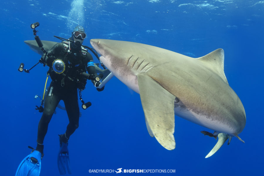 Oceanic Whitetip Shark Diving Trip | Big Fish Expeditions