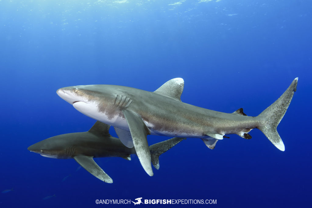 Oceanic Whitetip Shark Diving Trip | Big Fish Expeditions