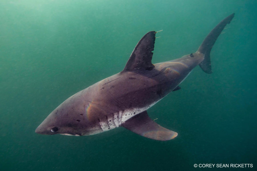 Snorkeling with Salmon Sharks in Alaska