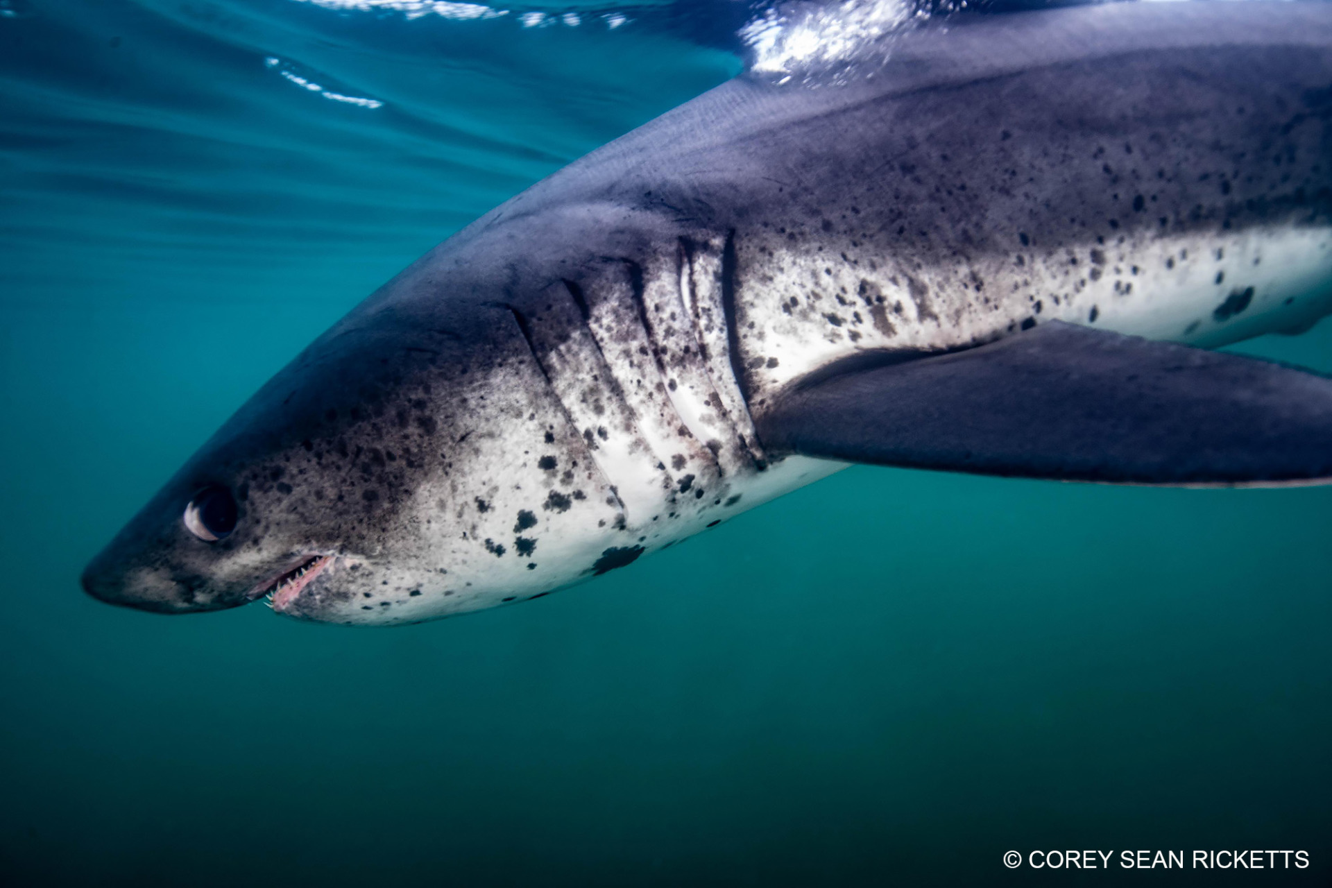 Salmon Shark  Alaska Fishing - Alaska Outdoors Supersite