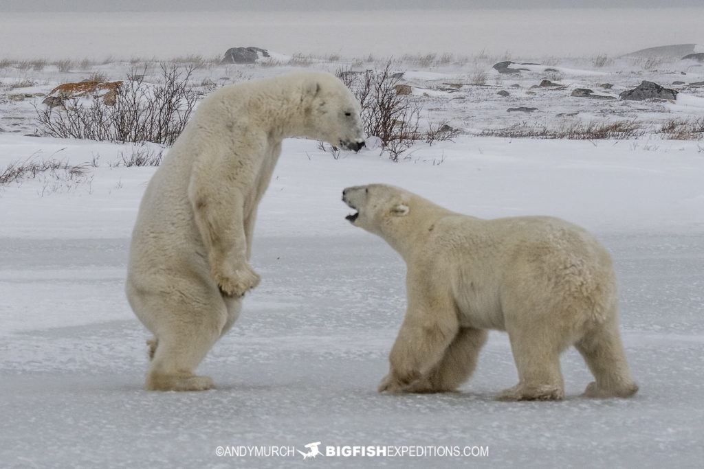 VIP Polar Bear Photography Expedition in Churchill, Canada. | Big Fish ...