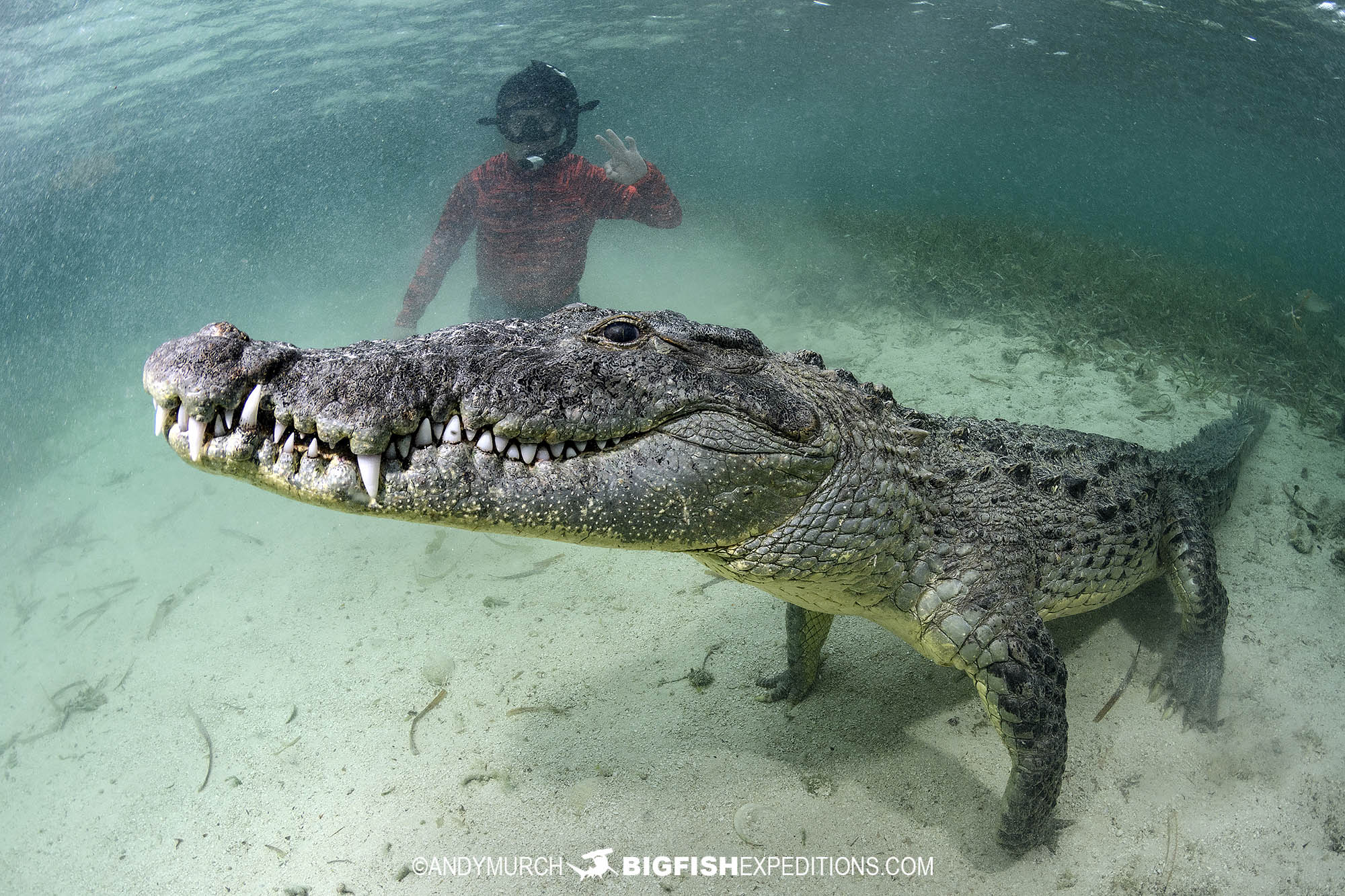 Snorkeling with American Crocodiles
