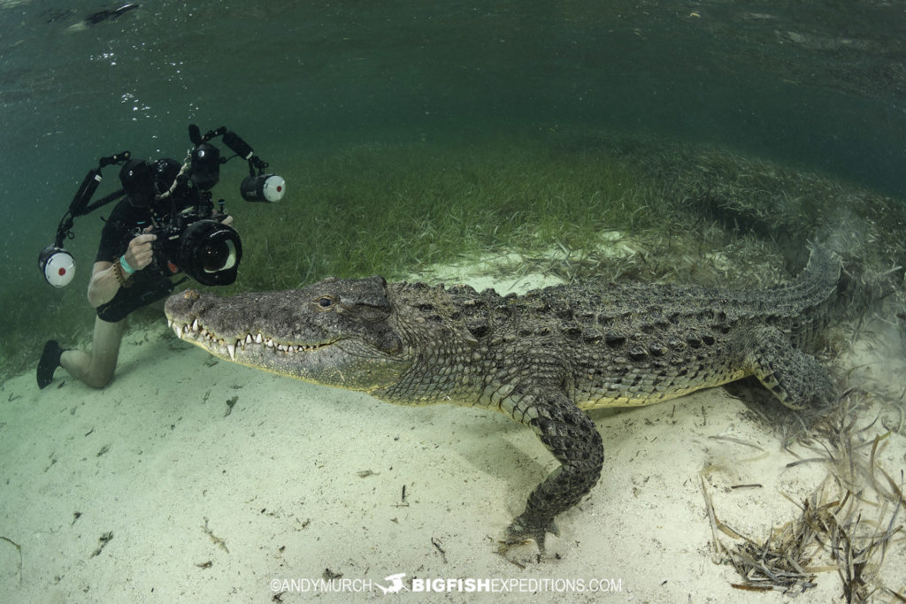 Snorkeling with American Crocodiles