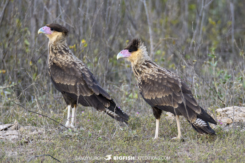 Crested-Caracaras | Big Fish Expeditions