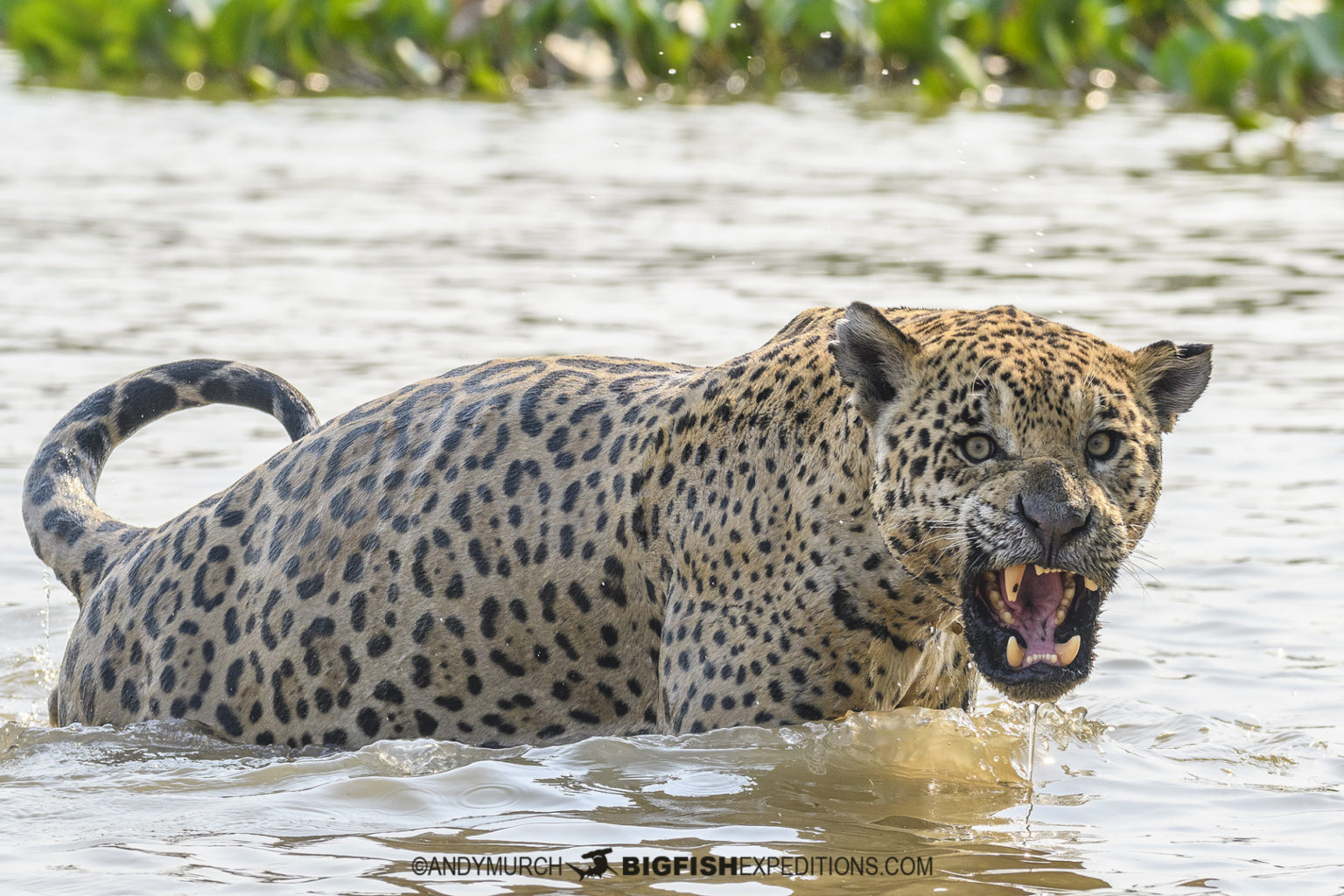 Pantanal Jaguar Photography Tour. Big Fish Expeditions