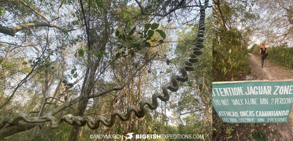 Jaguar Photography Tour in the Pantanal