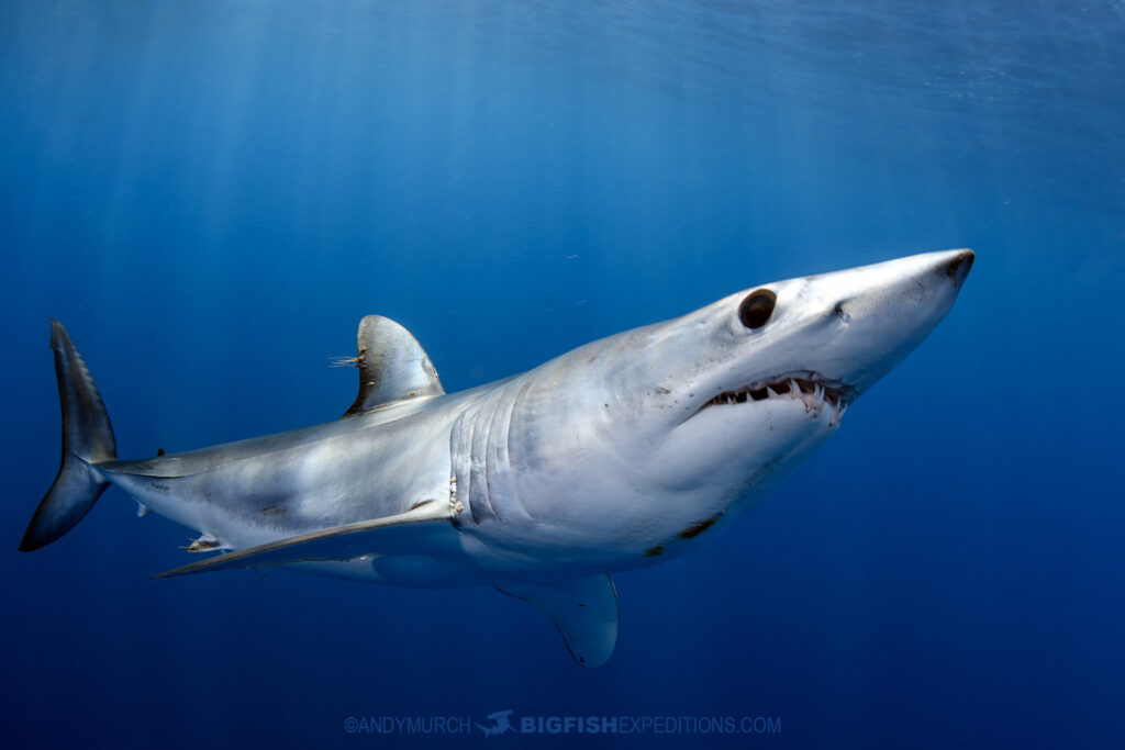 Mako And Blue Shark Snorkeling In Baja, Mexico.