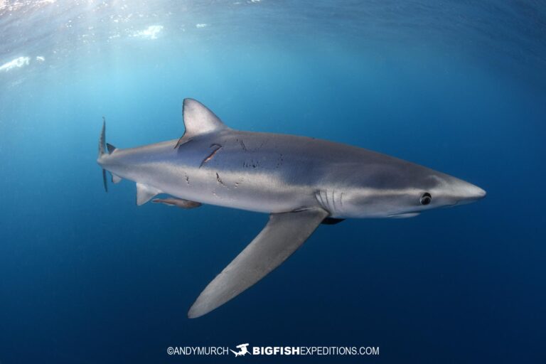 Mako and Blue Shark Snorkeling in Baja, Mexico.