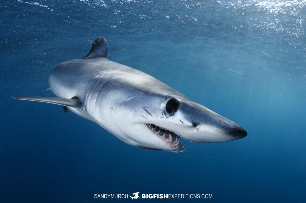 Mako And Blue Shark Snorkeling In Baja, Mexico.