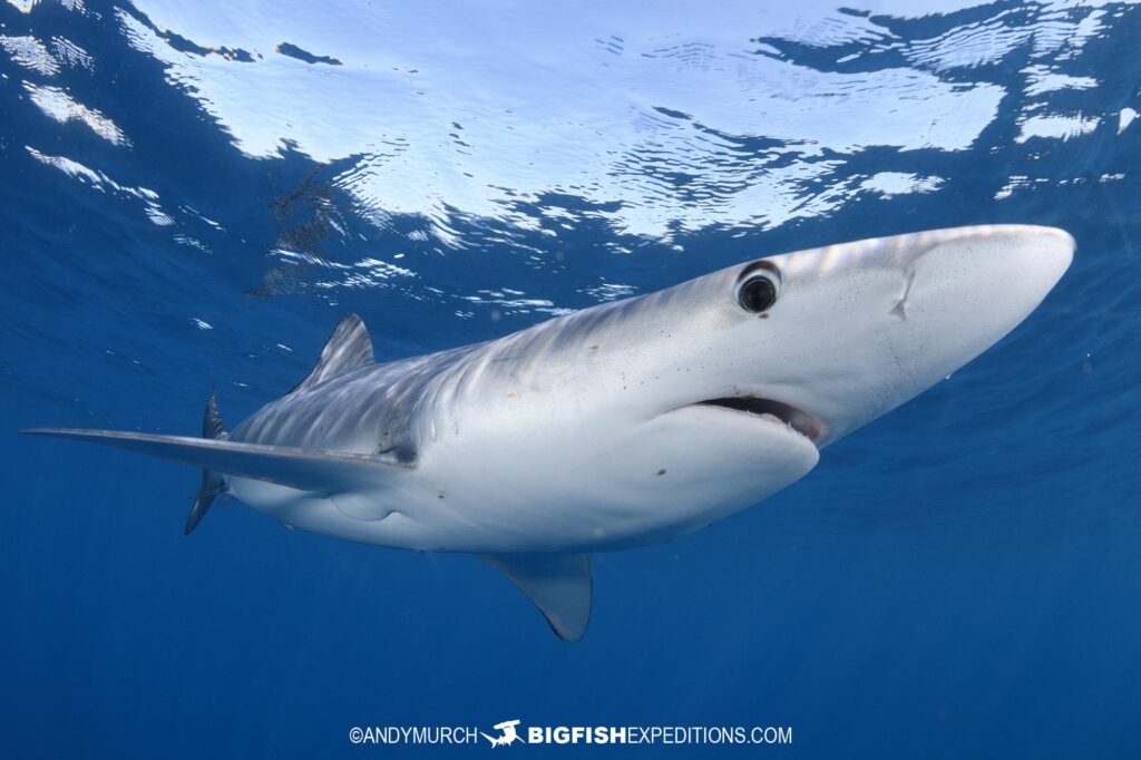 Mako and Blue Shark Snorkeling in Baja, Mexico.