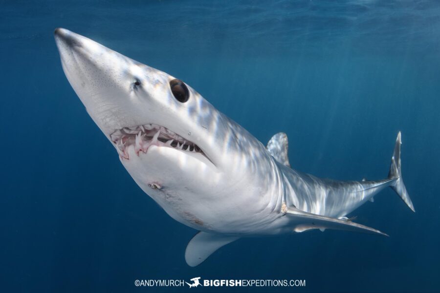 Mako and Blue Shark Snorkeling in Baja, Mexico.