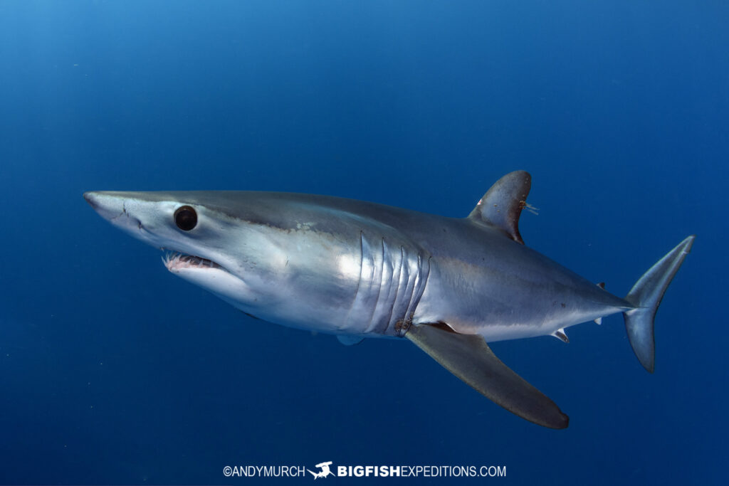 Mako Shark Photography Tips.