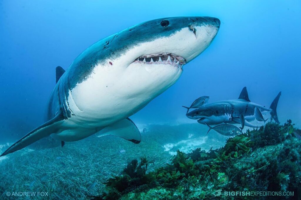 Great White Shark cage diving at the Neptune Islands in South Australia.