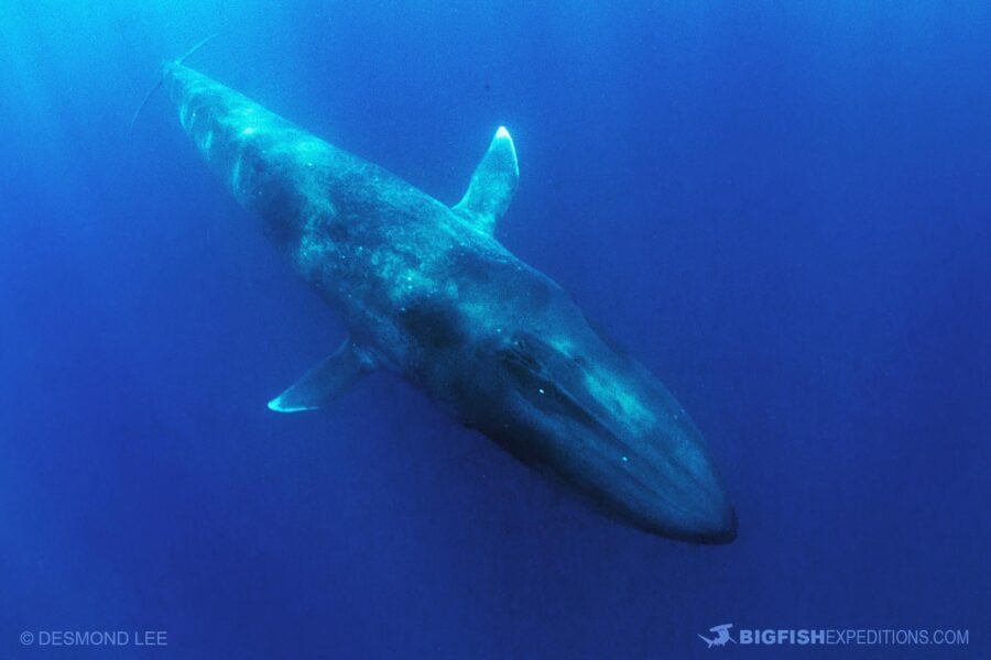 Blue Whale Free Diving in Timor. Swimming with blue whales.