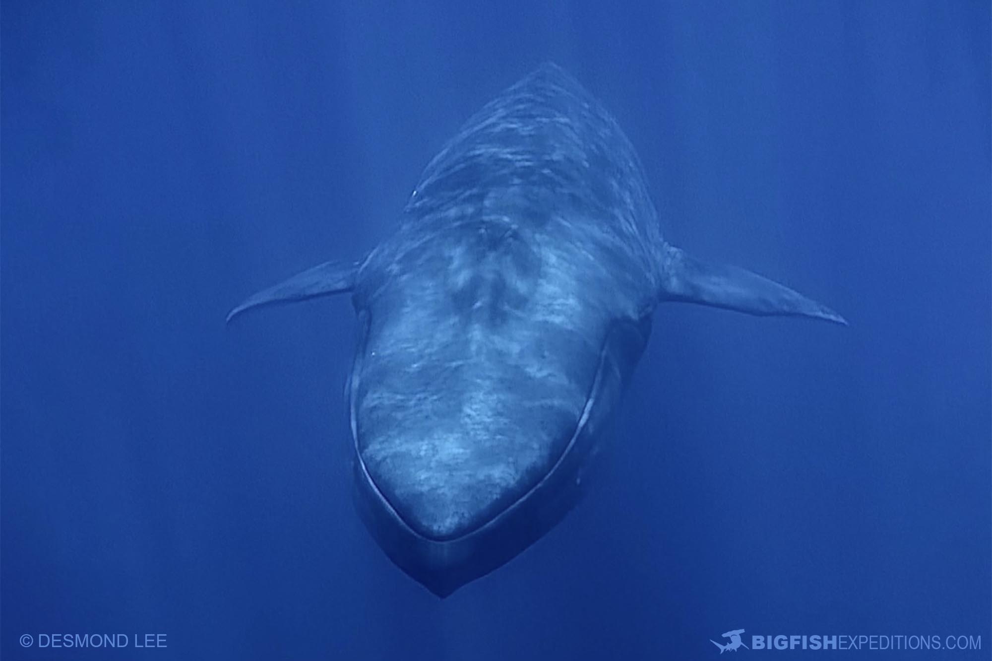 blue whale photos