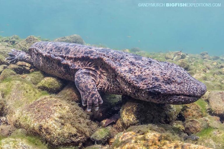 Japanese-Giant-Salamanders-002 | Big Fish Expeditions