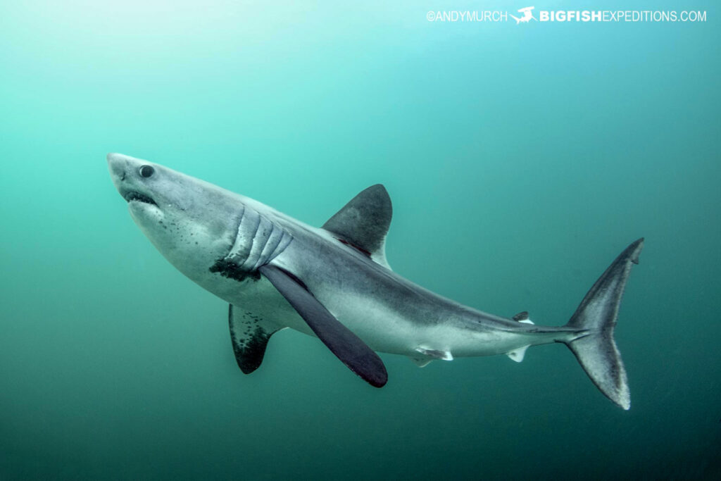 Snorkeling with Porbeagle Sharks (lamna nasus).