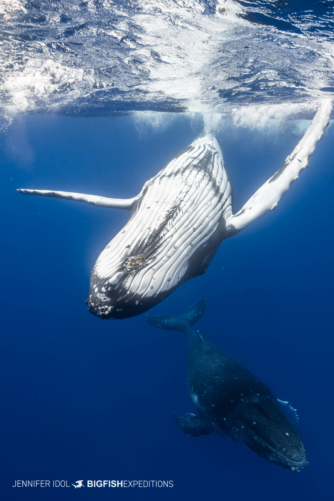 Humpback Whales Snorkeling in Rurutu, French Polynesia | Big Fish ...