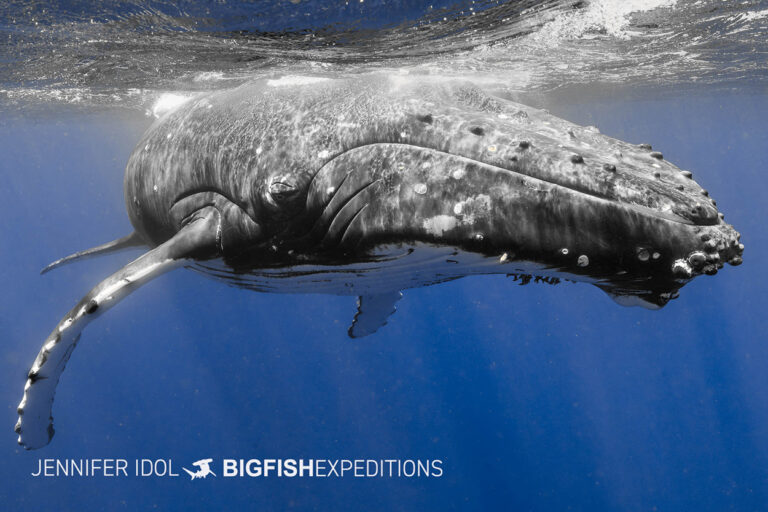 Snorkeling with humpback whales in Rurutu, French Polynesia.