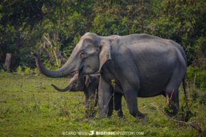 Asian elephant photography tour on a tiger trip in Kaziranga National Park, India.