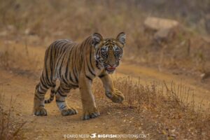 Tiger cub on a photography tour in Tadoba National Park, India.