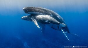 Humpback Whale Snorkeling tour in Rurutu, French Polynesia.