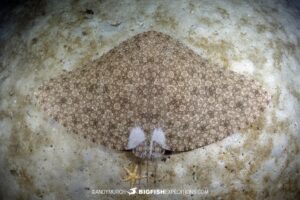 Backwater butterfly ray diving in South Africa.