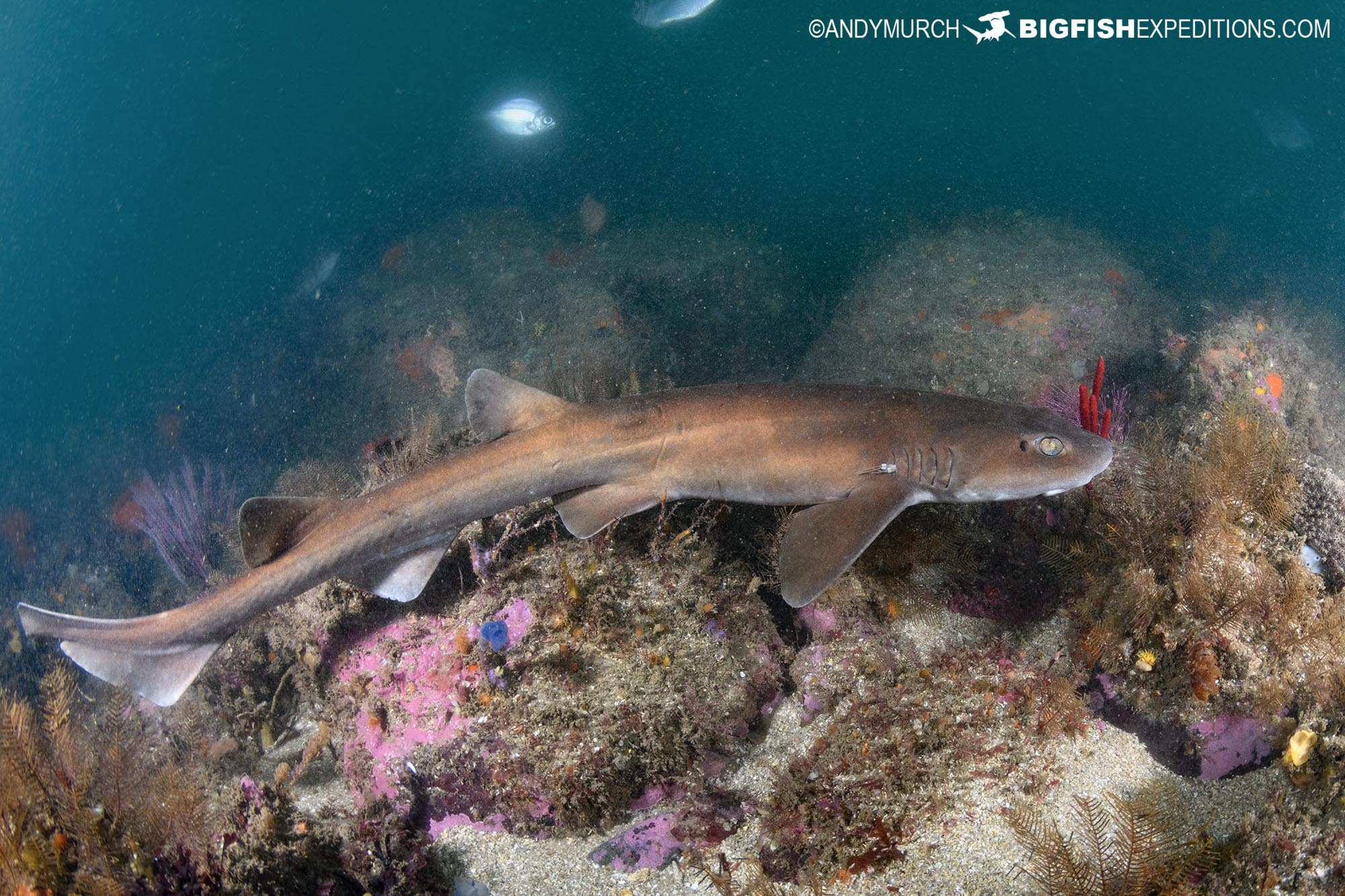 Great Hammerhead Shark Diving Safari 2024