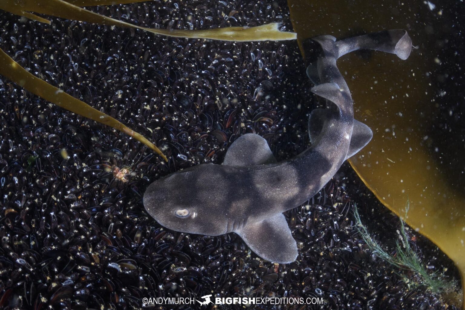 Dark-Shyshark-Langebaan-diving | Big Fish Expeditions