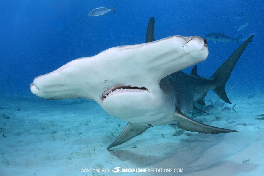 Diving-with-hammerheads-bahamas-2024 | Big Fish Expeditions