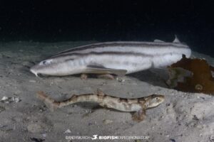 Night diving with baby catsharks in South Africa.