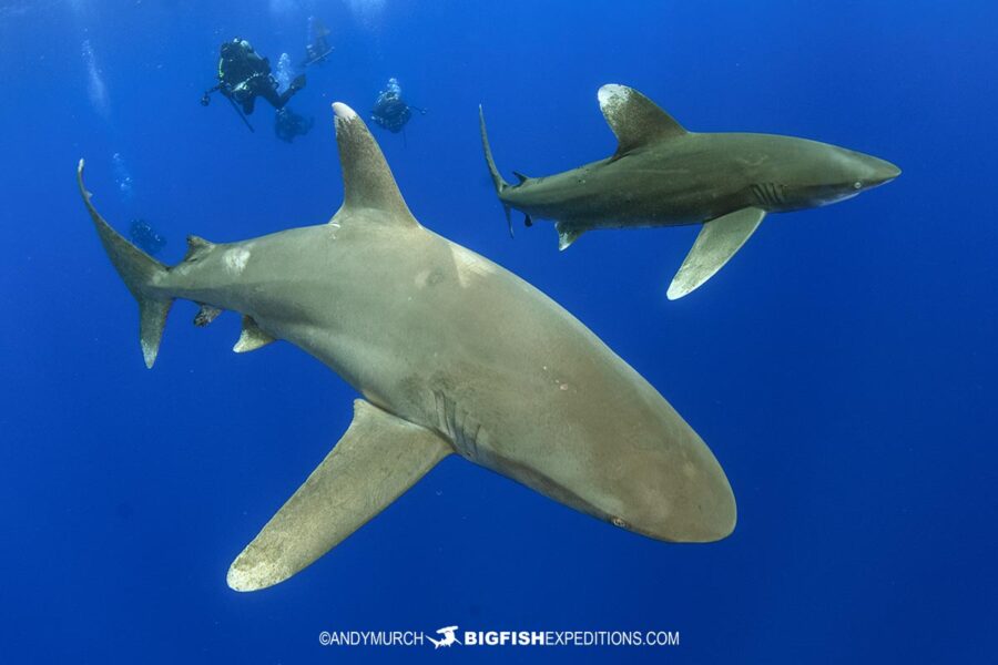 Oceanic-whitetip-shark-dive-24-003 