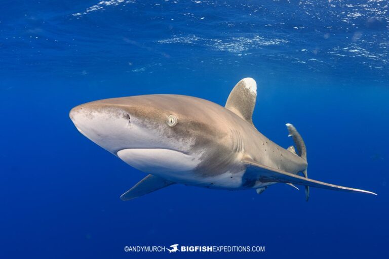 Oceanic-whitetip-shark-dive-24-004 