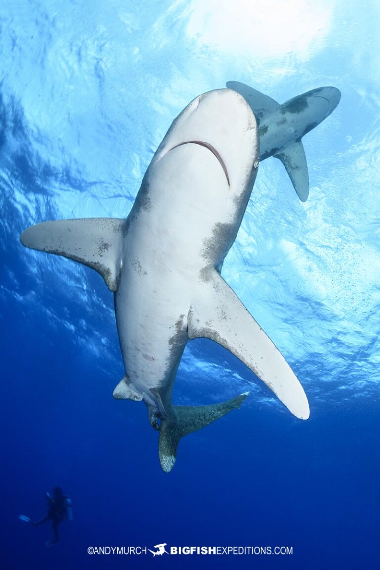 Oceanic-whitetip-shark-dive-24-006 