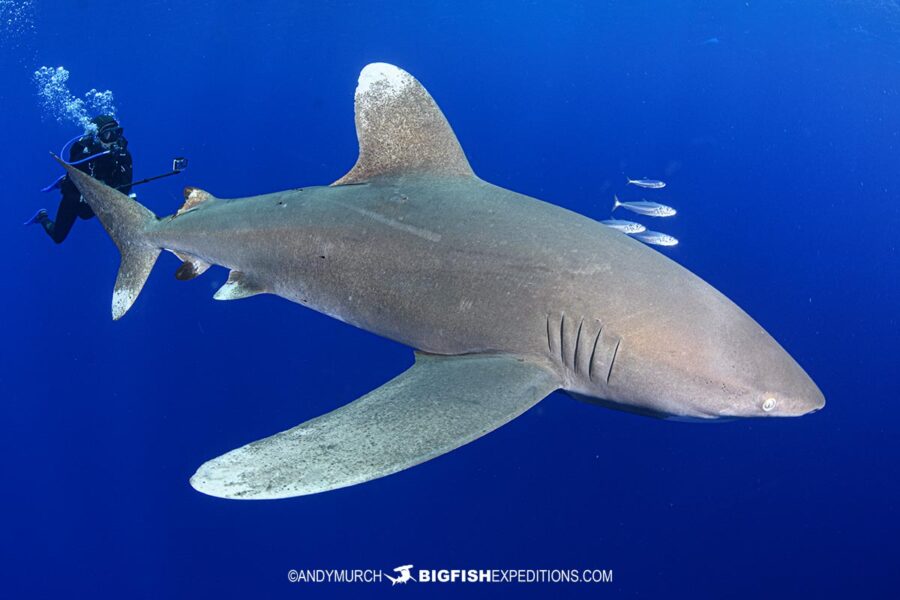 Oceanic-Whitetip-Shark-Dive-24-009 | Big Fish Expeditions