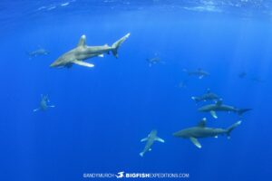 Diving with Oceanic WHitetip Sharks at Cat Island in the Bahamas.