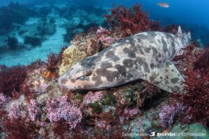 Diving with a blotchy swellshark in Japan.