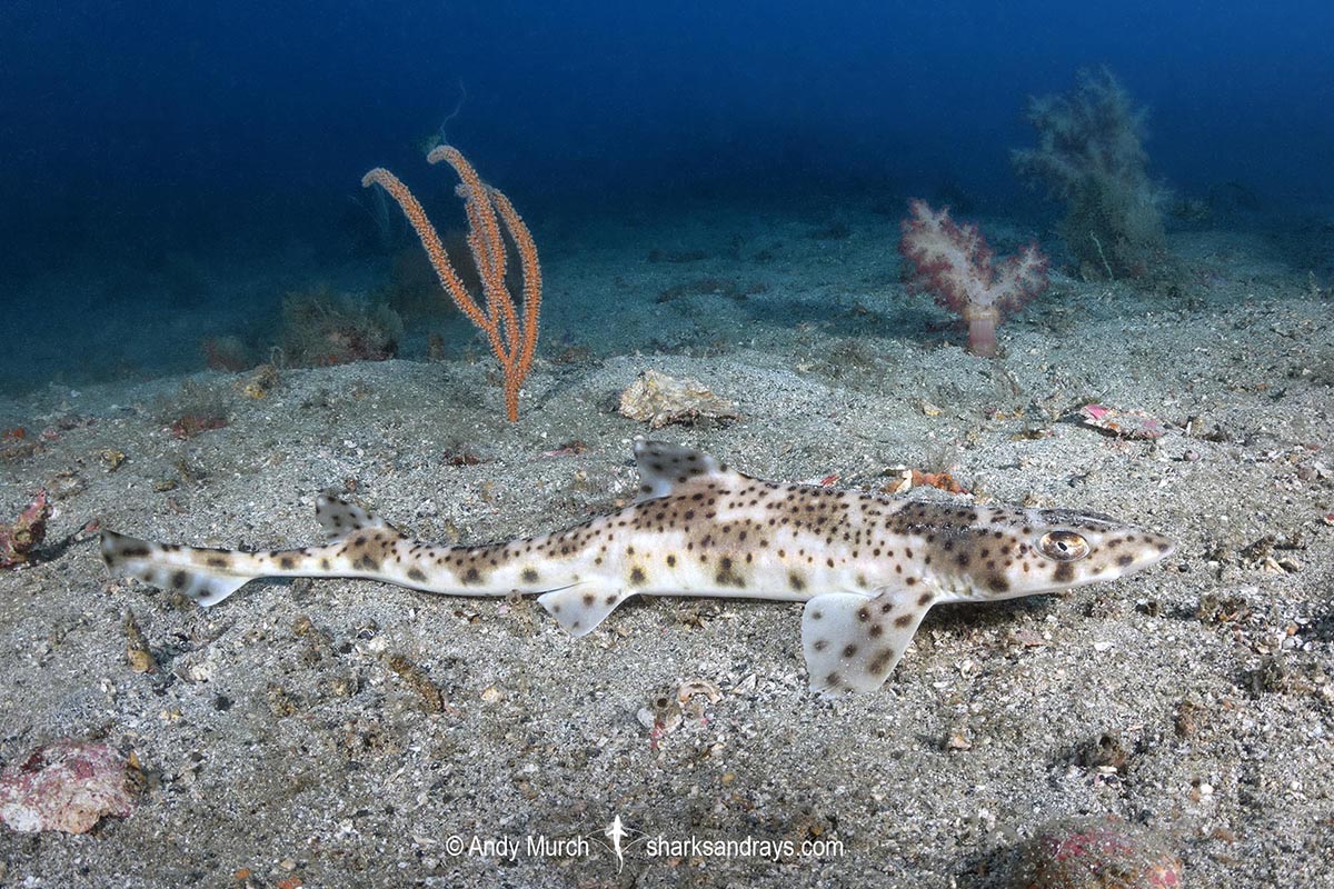 A graceful catshark on the seafloor at 40m.