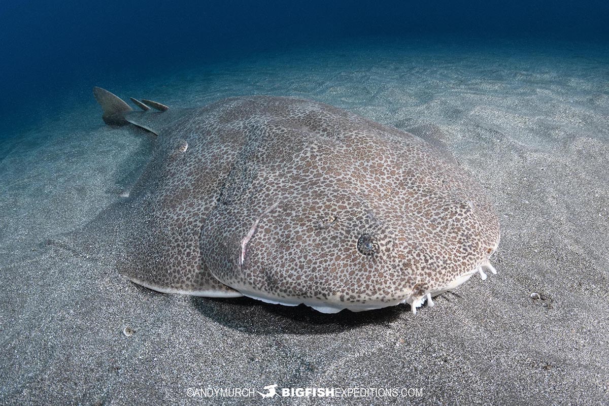 Japanese Angelshark laying on the sand in Japan.