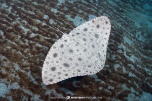 Diving with Japanese Butterfly Rays and sharks in Japan.