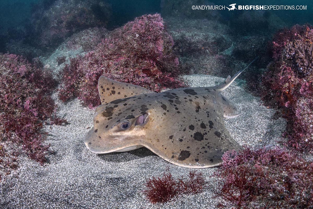 A beautiful Japanese eagle ray on a diving trip in Japan.
