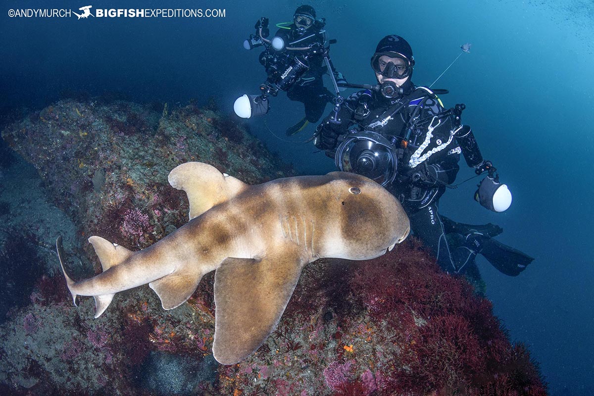 Diving with a Japanese Bullhead Shark or horn shark.