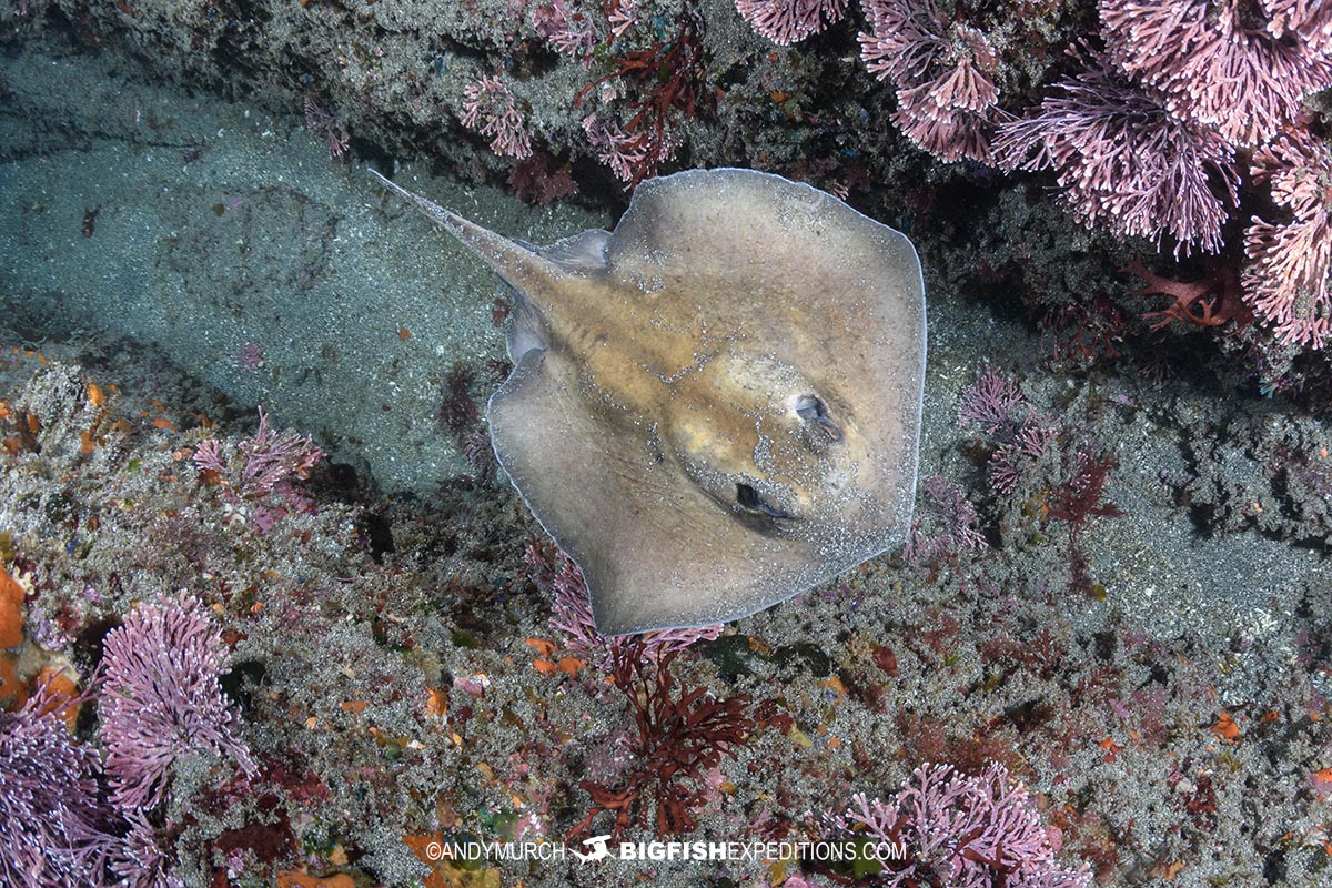 Diving with sepia stingrays in Japan.