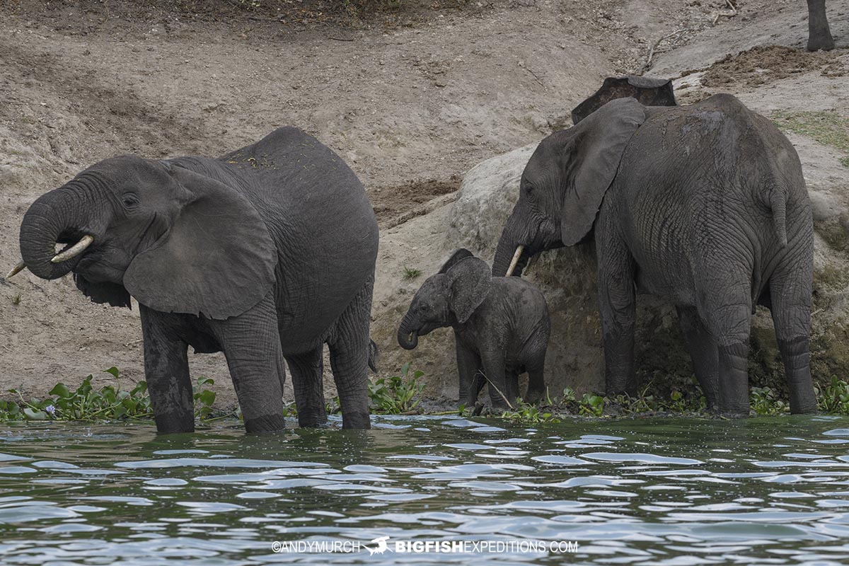 African Elephants in the Kazinga Channel.